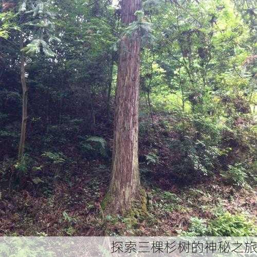 探索三棵杉树的神秘之旅