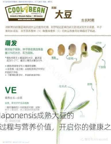 探秘Japonensis成熟大豆的生长过程与营养价值，开启你的健康之旅！