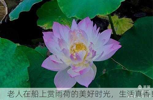 老人在船上赏雨荷的美好时光，生活真香！