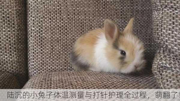陆沉的小兔子体温测量与打针护理全过程，萌翻了！