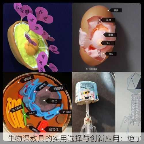 生物课教具的实用选择与创新应用：绝了！