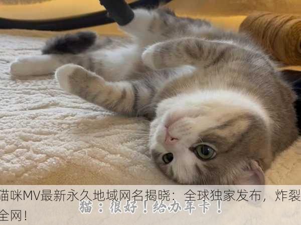 猫咪MV最新永久地域网名揭晓：全球独家发布，炸裂全网！