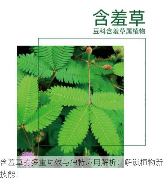 含羞草的多重功效与独特应用解析：解锁植物新技能！