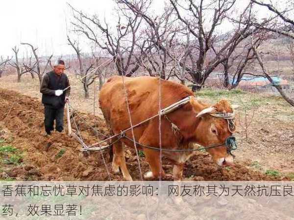 香蕉和忘忧草对焦虑的影响：网友称其为天然抗压良药，效果显著！