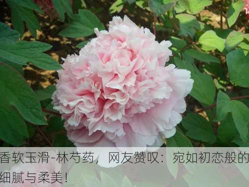 香软玉滑-林芍药，网友赞叹：宛如初恋般的细腻与柔美！