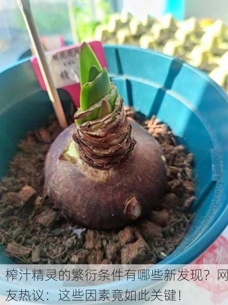 榨汁精灵的繁衍条件有哪些新发现？网友热议：这些因素竟如此关键！