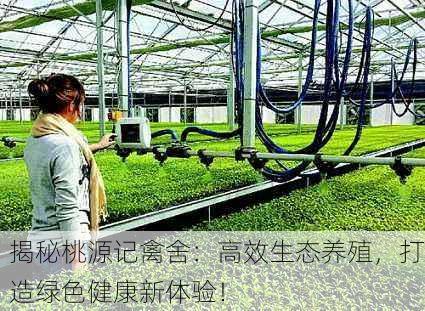揭秘桃源记禽舍：高效生态养殖，打造绿色健康新体验！