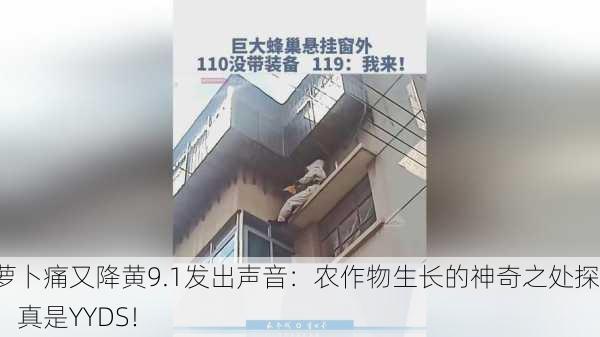 拔萝卜痛又降黄9.1发出声音：农作物生长的神奇之处探索，真是YYDS！