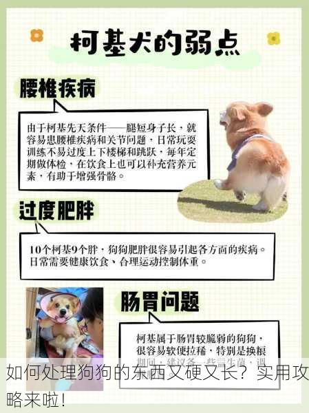 如何处理狗狗的东西又硬又长？实用攻略来啦！