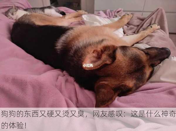 狗狗的东西又硬又烫又臭，网友感叹：这是什么神奇的体验！