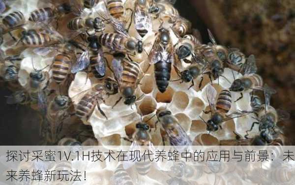 探讨采蜜1V.1H技术在现代养蜂中的应用与前景：未来养蜂新玩法！
