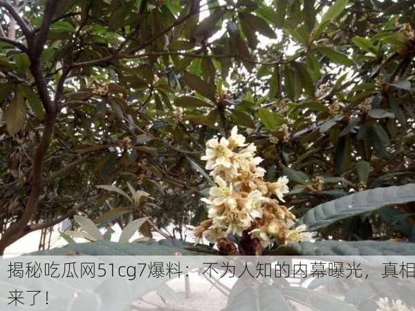 揭秘吃瓜网51cg7爆料：不为人知的内幕曝光，真相来了！