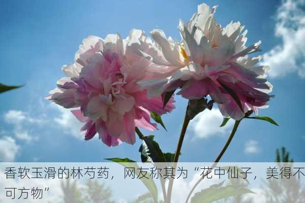 香软玉滑的林芍药，网友称其为“花中仙子，美得不可方物”