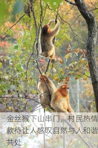 金丝猴下山串门，村民热情款待让人感叹自然与人和谐共处