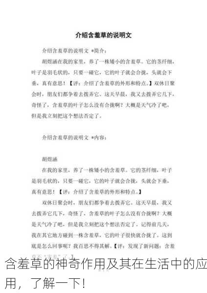 含羞草的神奇作用及其在生活中的应用，了解一下！