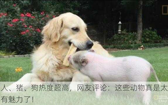 人、猪、狗热度超高，网友评论：这些动物真是太有魅力了！