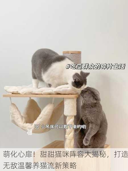 萌化心扉！甜甜猫咪阵容大揭秘，打造无敌温馨养猫流新策略