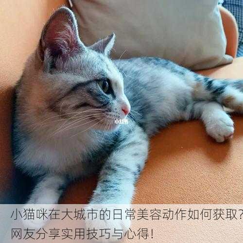 小猫咪在大城市的日常美容动作如何获取？网友分享实用技巧与心得！
