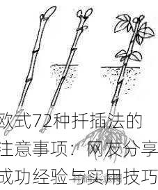 欧式72种扦插法的注意事项：网友分享成功经验与实用技巧