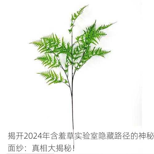 揭开2024年含羞草实验室隐藏路径的神秘面纱：真相大揭秘！