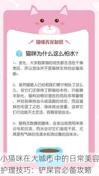 小猫咪在大城市中的日常美容护理技巧：铲屎官必备攻略