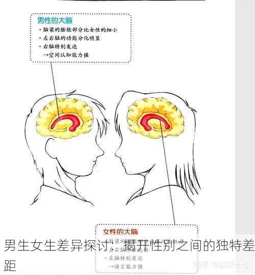 男生女生差异探讨：揭开性别之间的独特差距