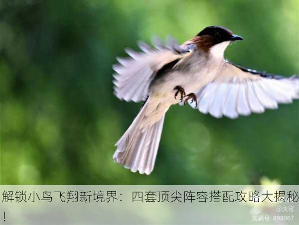 解锁小鸟飞翔新境界：四套顶尖阵容搭配攻略大揭秘！