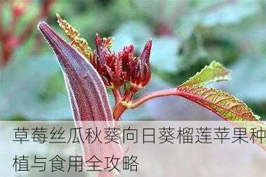 草莓丝瓜秋葵向日葵榴莲苹果种植与食用全攻略