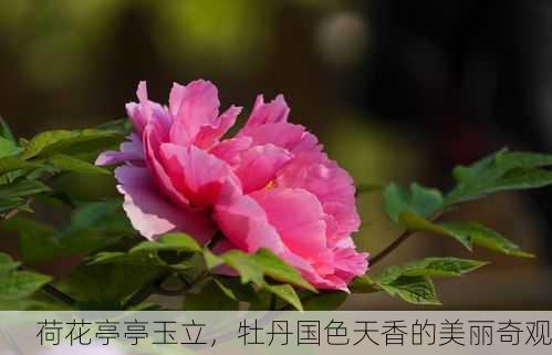 荷花亭亭玉立，牡丹国色天香的美丽奇观