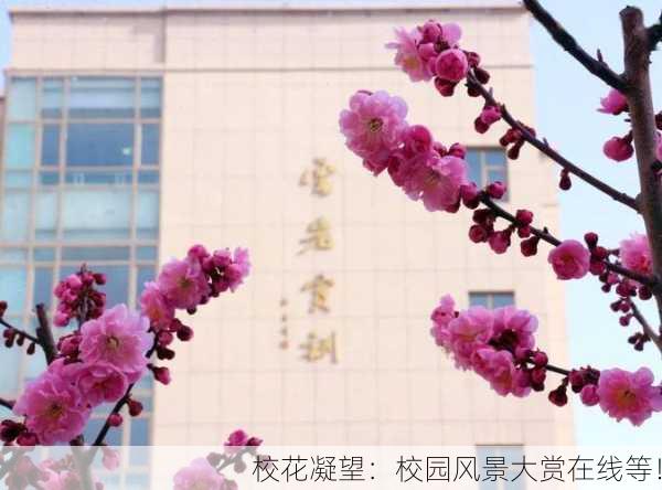 校花凝望：校园风景大赏在线等！