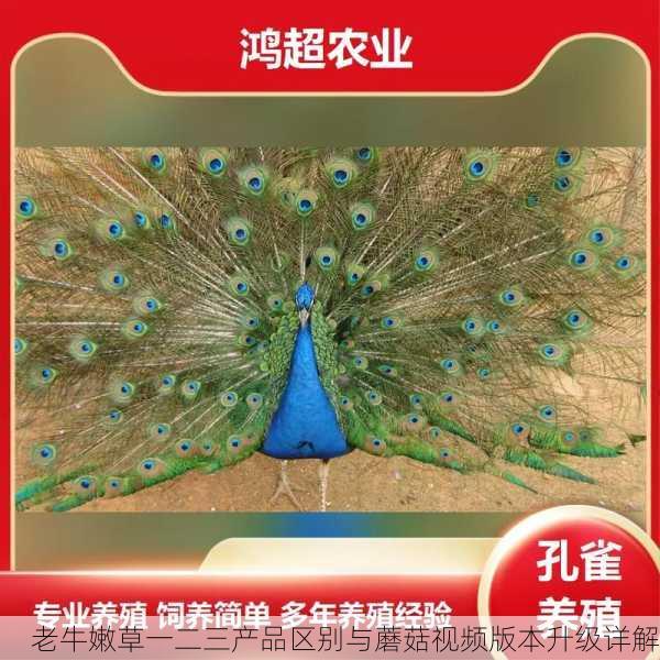 老牛嫩草一二三产品区别与蘑菇视频版本升级详解