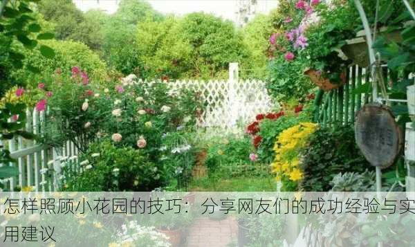 怎样照顾小花园的技巧：分享网友们的成功经验与实用建议
