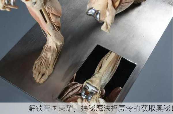 解锁帝国荣耀，揭秘魔法招募令的获取奥秘！