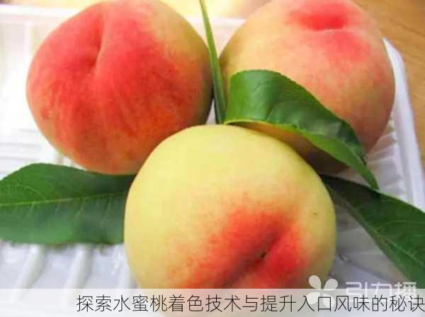 探索水蜜桃着色技术与提升入口风味的秘诀