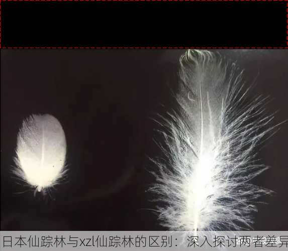 日本仙踪林与xzl仙踪林的区别：深入探讨两者差异