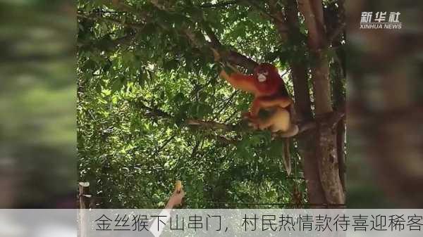 金丝猴下山串门，村民热情款待喜迎稀客