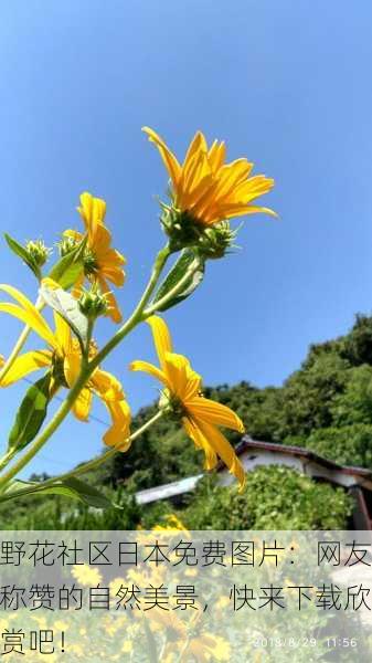 野花社区日本免费图片：网友称赞的自然美景，快来下载欣赏吧！