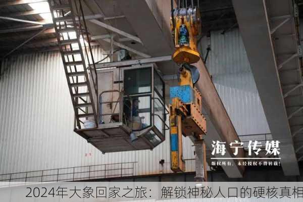 2024年大象回家之旅：解锁神秘人口的硬核真相