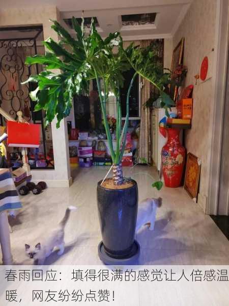 春雨回应：填得很满的感觉让人倍感温暖，网友纷纷点赞！