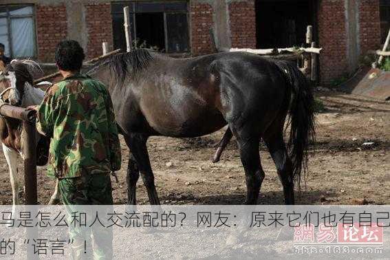 马是怎么和人交流配的？网友：原来它们也有自己的“语言”！