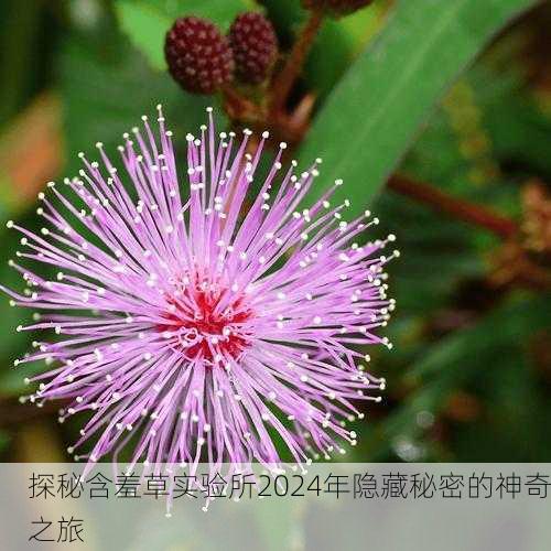 探秘含羞草实验所2024年隐藏秘密的神奇之旅
