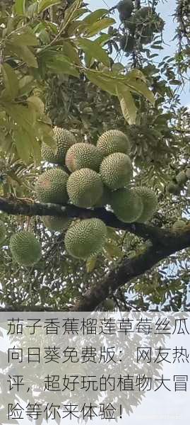 茄子香蕉榴莲草莓丝瓜向日葵免费版：网友热评，超好玩的植物大冒险等你来体验！