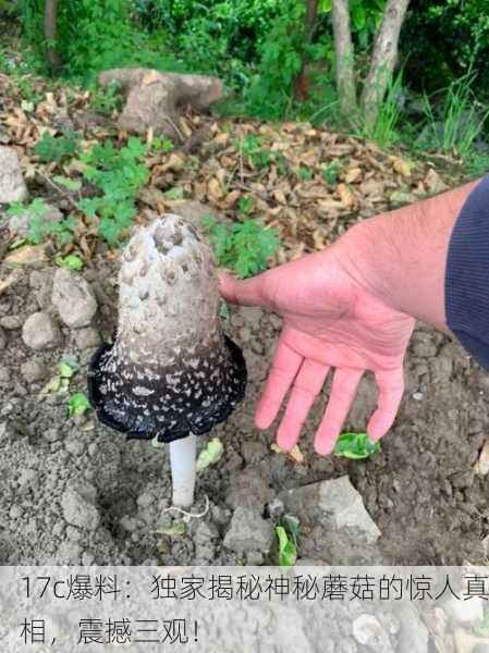 17c爆料：独家揭秘神秘蘑菇的惊人真相，震撼三观！