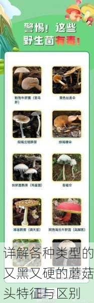 详解各种类型的又黑又硬的蘑菇头特征与区别