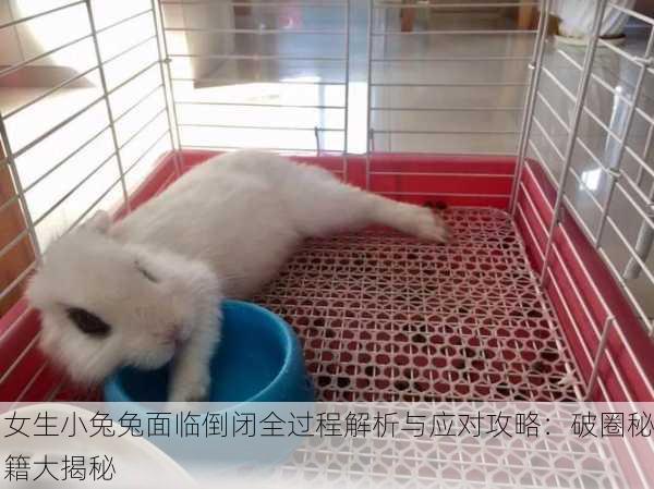 女生小兔兔面临倒闭全过程解析与应对攻略：破圈秘籍大揭秘