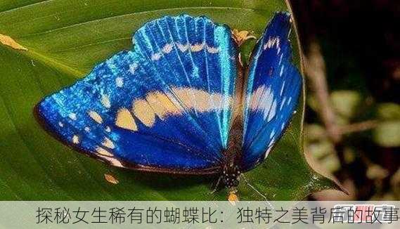 探秘女生稀有的蝴蝶比：独特之美背后的故事
