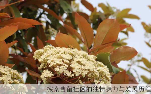 探索曹留社区的独特魅力与发展历程