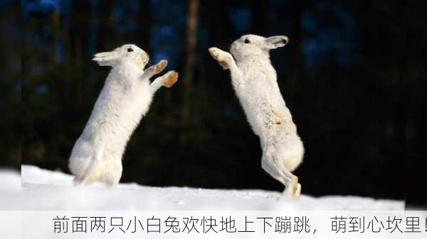 前面两只小白兔欢快地上下蹦跳，萌到心坎里！