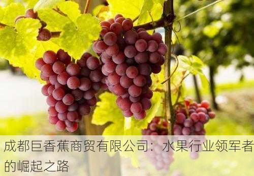 成都巨香蕉商贸有限公司：水果行业领军者的崛起之路