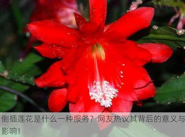 倒插莲花是什么一种服务？网友热议其背后的意义与影响！